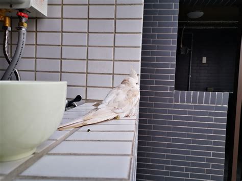 家裡飛來一隻鳥|【有鳥飛進家裏】有鳥飛進家裡！破解常見迷信，揭開牠飛來的真。